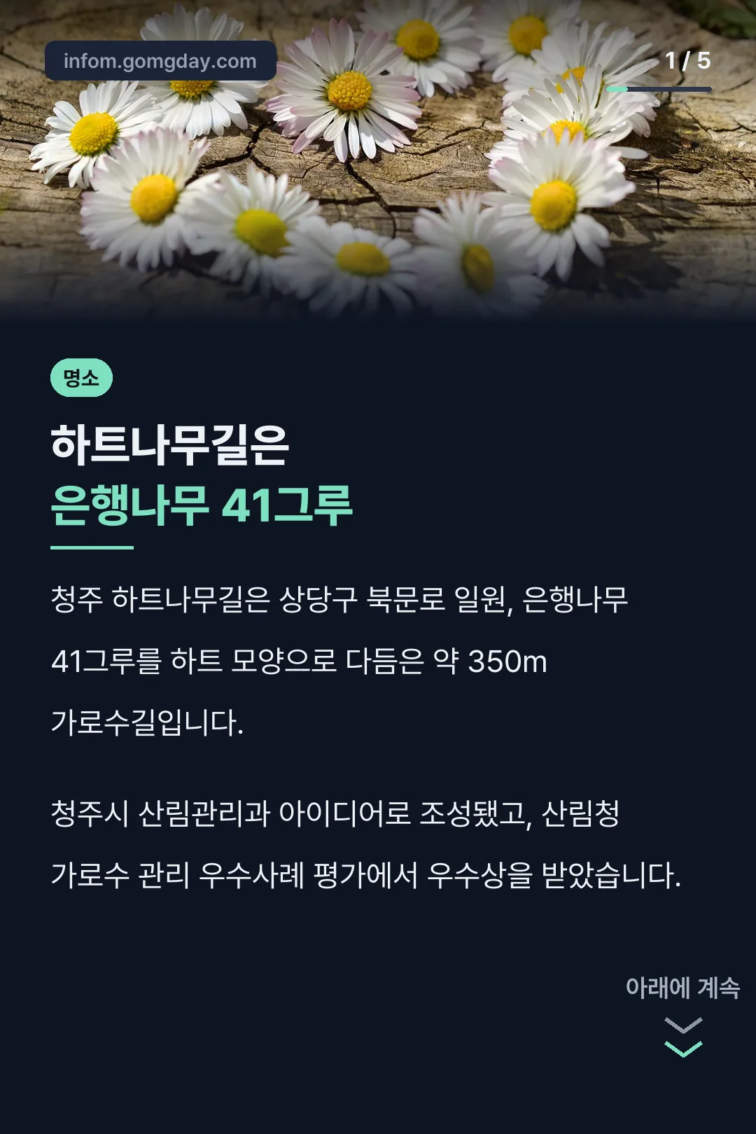 하트나무길은 은행나무 41그루